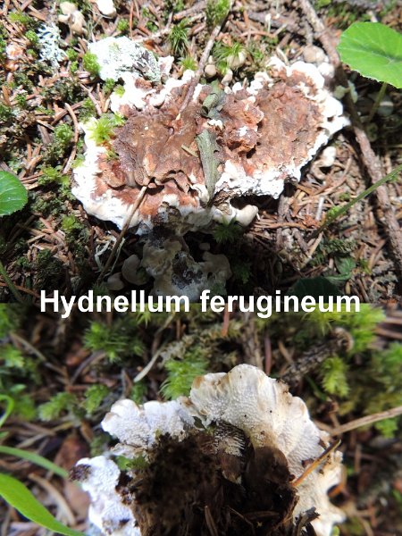 Hydnellum ferrugineum-amf906.jpg